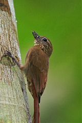 Wedge-billed Woodcreeper